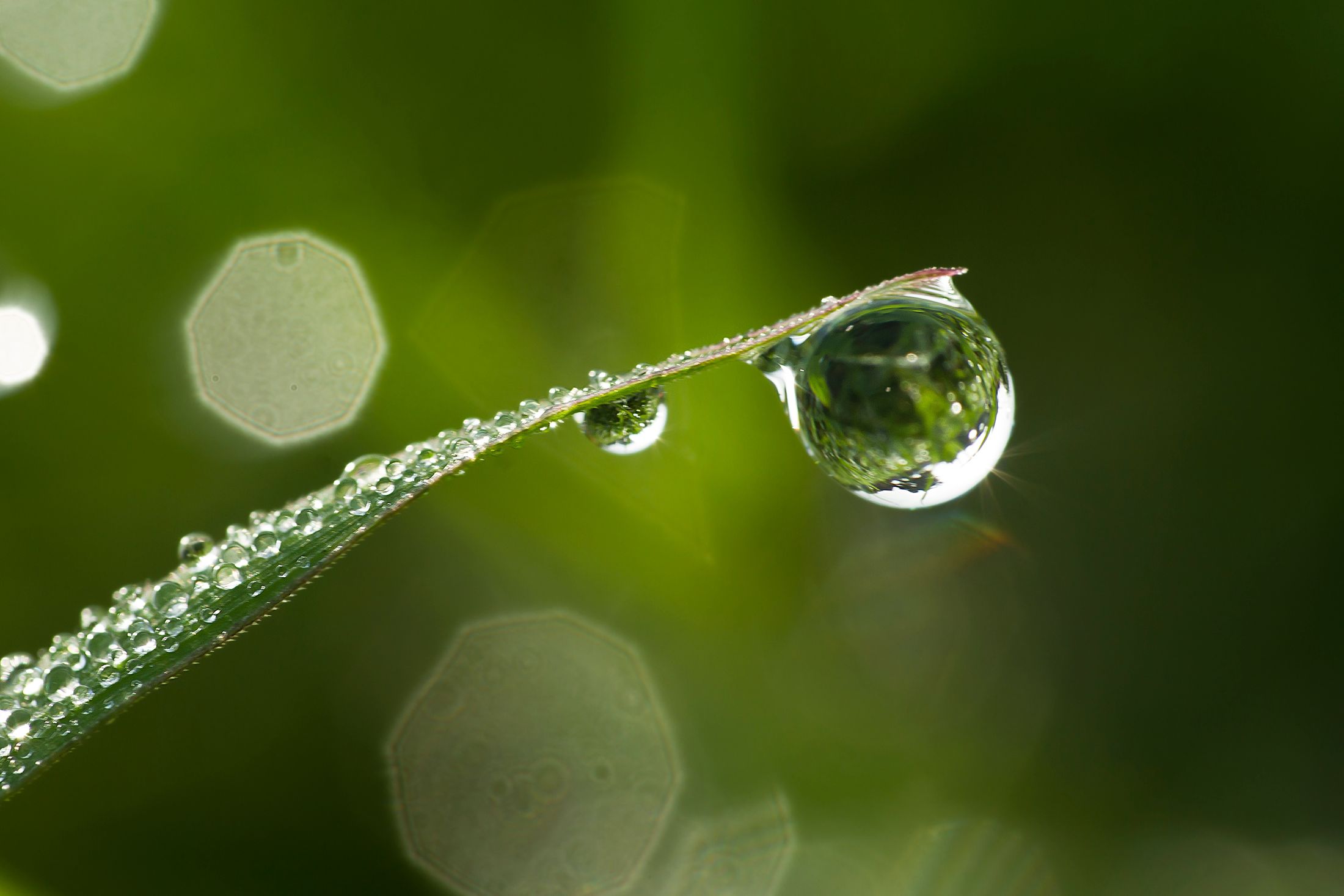 A single water droplet on a green leaf