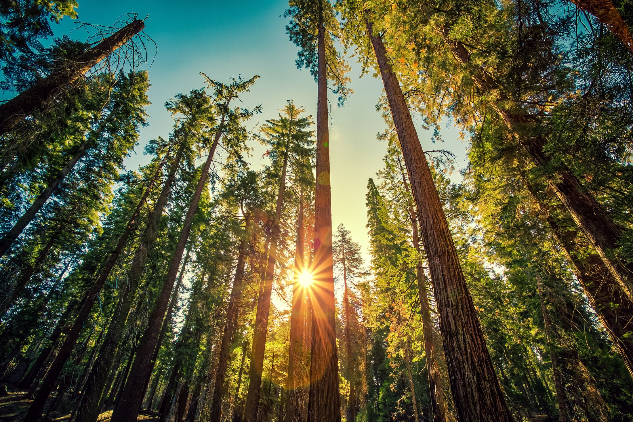 Redwood forest with sunlight through the trees